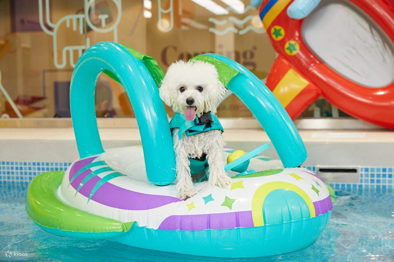 chika！！！ Cute Mini Australian Shepherd Mini Aussie Cute Puppy